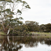Duck Lagoon Honey - Organic