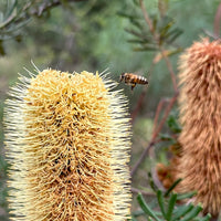 LIMITED EDITION: Banksia Honey - Organic
