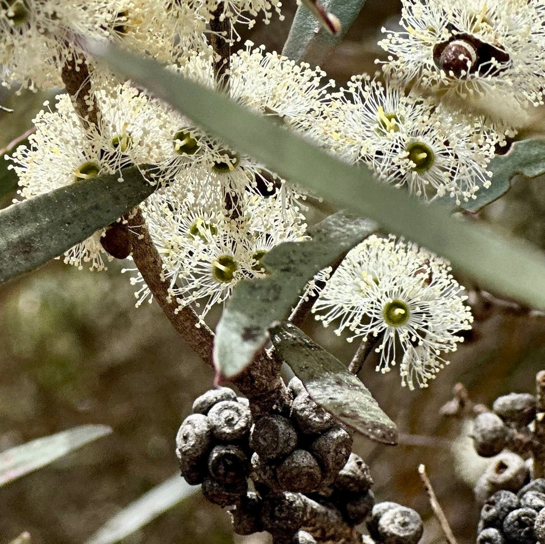 Eucalyptus Cneorifolia