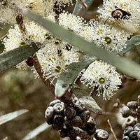 Eucalyptus Cneorifolia
