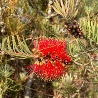 LIMITED EDITION: Scarlet Bottlebrush - Organic