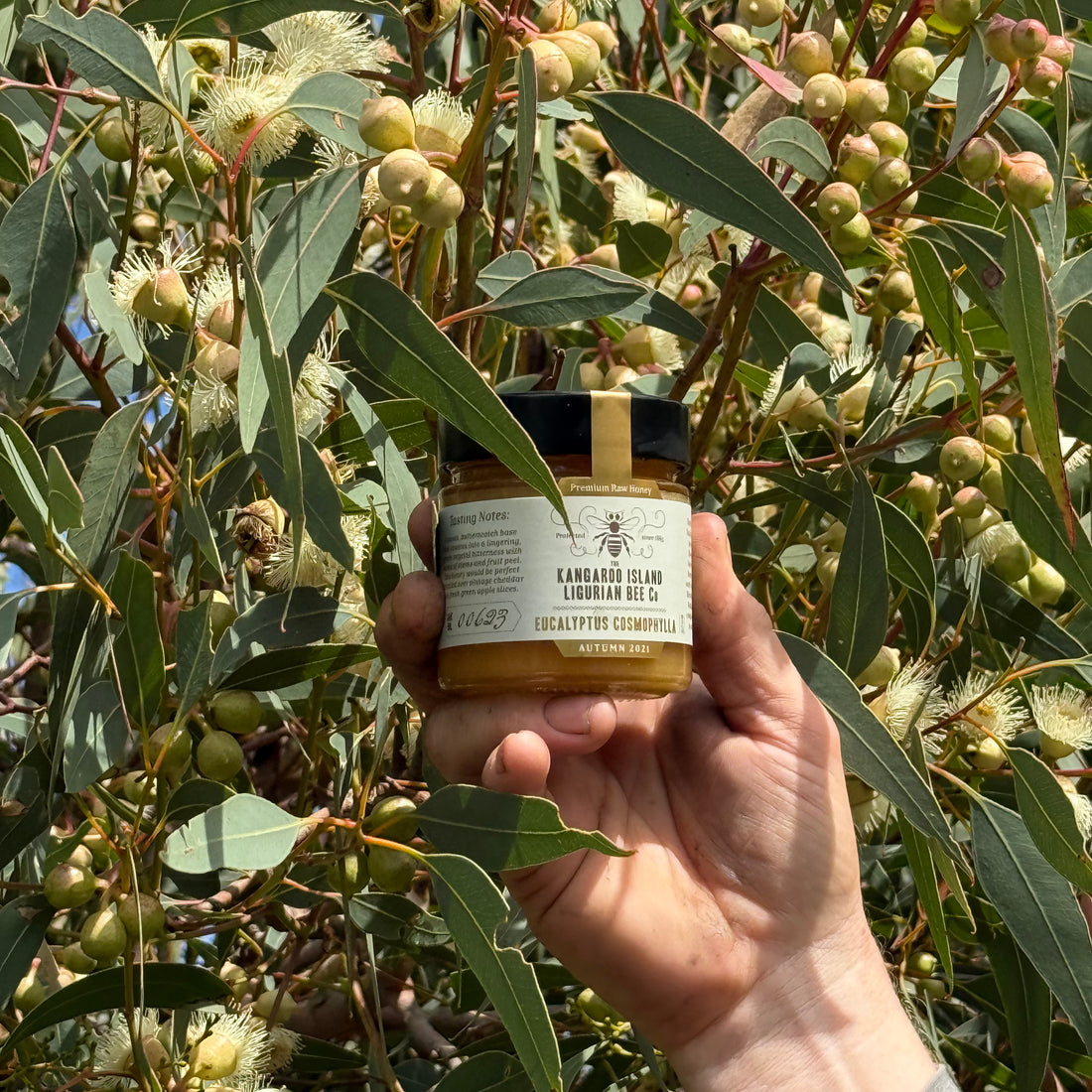 Eucalyptus Cosmophylla Honey