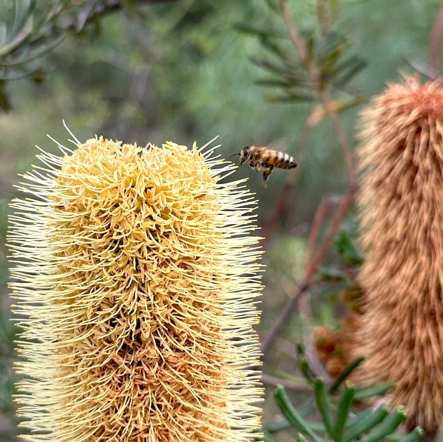 Banksia Honey - Organic