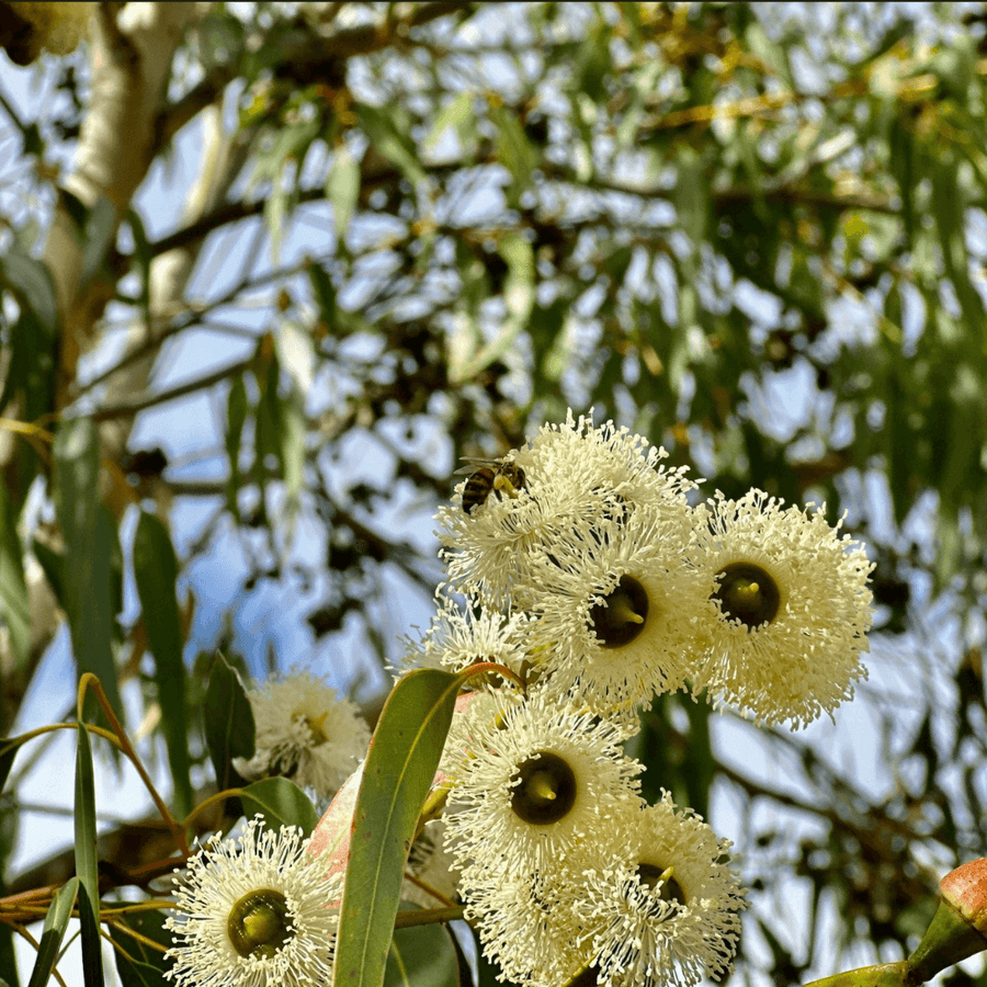 Ligurian-Honey-Bee-Cup-Gum-Nectar