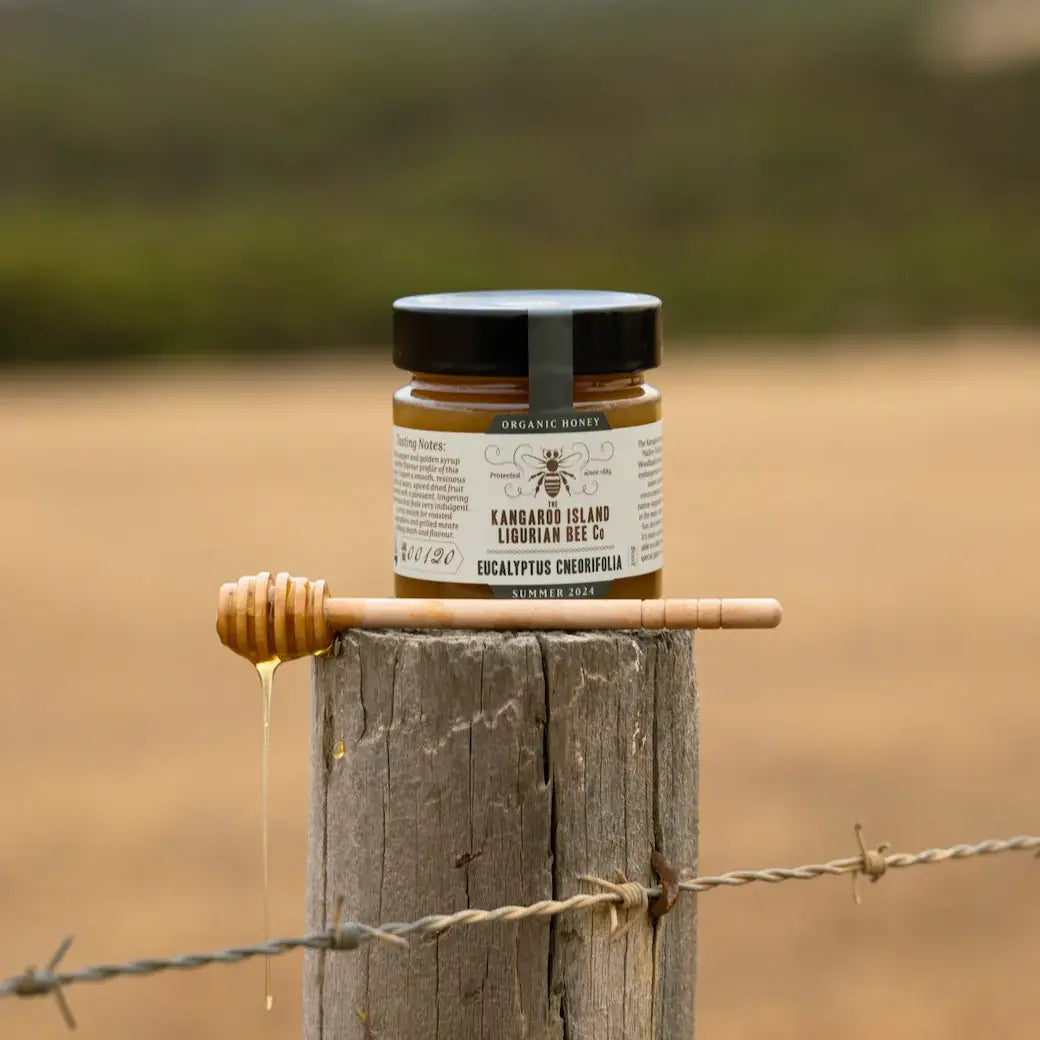 Eucalyptus Cneorifolia